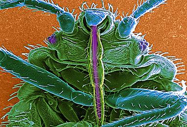 《夜族崛起》1.0完整版今日上线，并与恶魔城联动